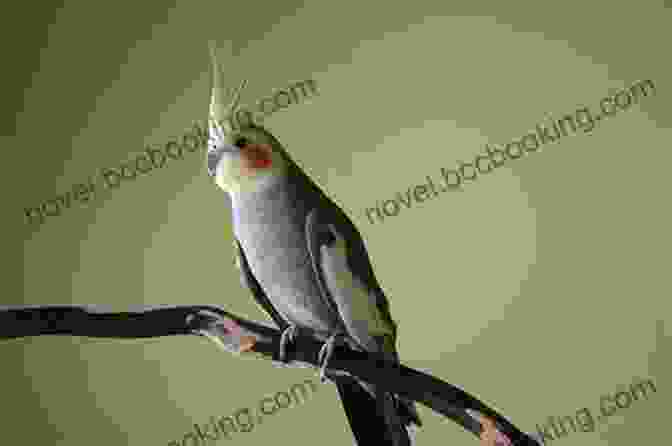 A Beautiful Cockatiel Perching On A Branch COCKATIEL: The Beginners Guide To Caring For Your Cockatiel As A Pet