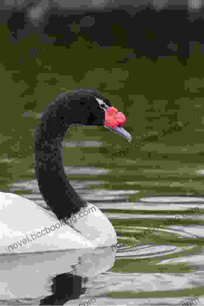 A Black Necked Swan Meticulously Preening Its Feathers Facts About The Black Necked Swan (A Picture For Kids 452)