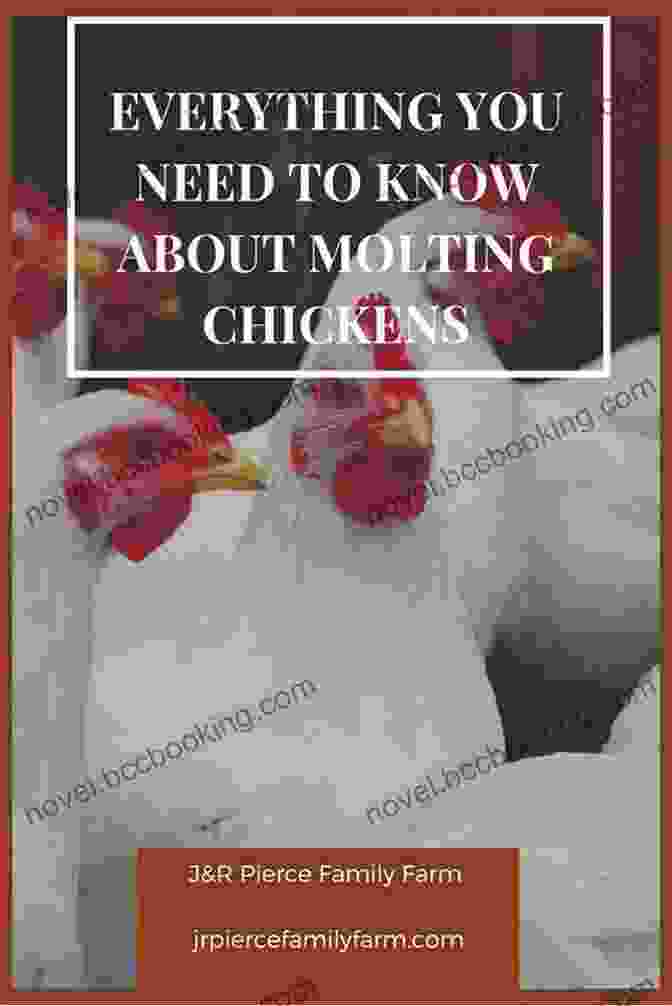 A Chicken Keeper Facing Common Challenges An Absolute Beginner S Guide To Keeping Backyard Chickens: Watch Chicks Grow From Hatchlings To Hens