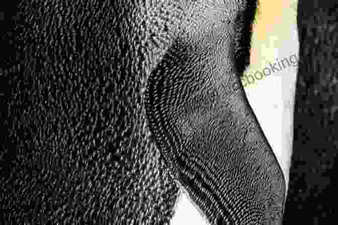 A Close Up Of A Penguin's Feathers, Showing Their Intricate Structure The Ultimate Pittsburgh Penguins Trivia Book: A Collection Of Amazing Trivia Quizzes And Fun Facts For Die Hard Penguins Fans