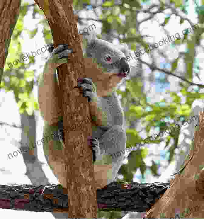A Cute Koala Perched On A Tree Branch, With Lush Eucalyptus Leaves In The Background Dingo Facts: Easy Learning For Kids (Amazing Australian Animals 3)