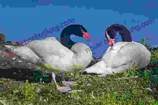A Family Of Black Necked Swans Foraging In A Wetland Facts About The Black Necked Swan (A Picture For Kids 452)