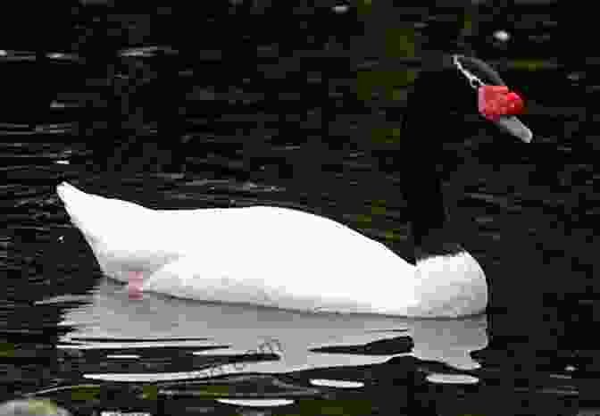 A Graceful Black Necked Swan Gliding Through The Water Facts About The Black Necked Swan (A Picture For Kids 452)