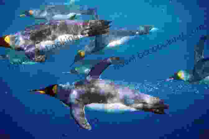 A Group Of Different Penguin Species Swimming Underwater The Ultimate Pittsburgh Penguins Trivia Book: A Collection Of Amazing Trivia Quizzes And Fun Facts For Die Hard Penguins Fans