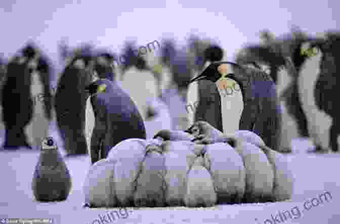 A Group Of Penguins Huddled Together, Engaged In Social Interactions The Ultimate Pittsburgh Penguins Trivia Book: A Collection Of Amazing Trivia Quizzes And Fun Facts For Die Hard Penguins Fans