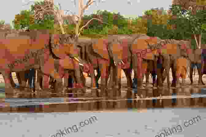 A Herd Of Elephants Crossing A River During Their Migration National Geographic Readers: Great Migrations Elephants