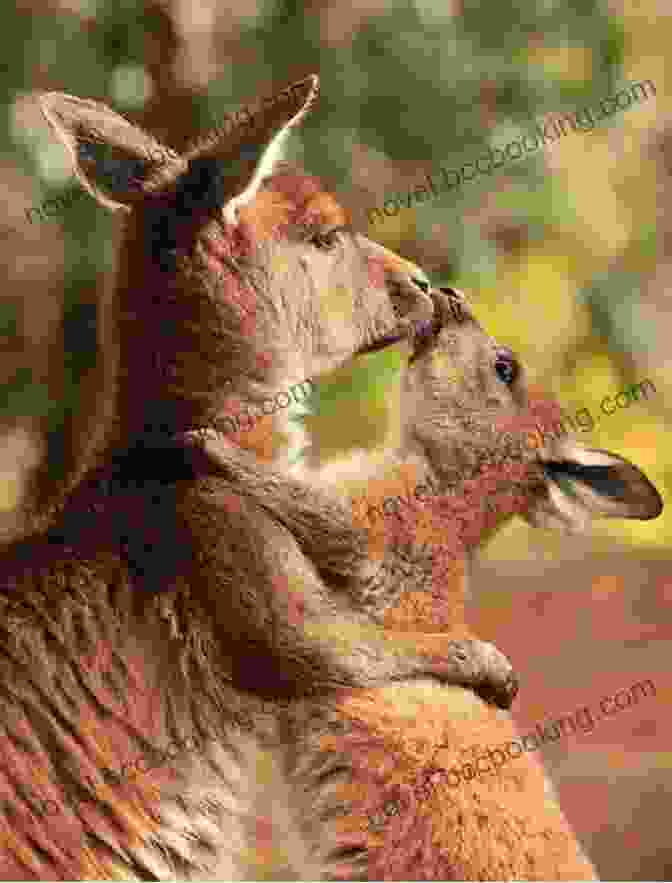 A Mother Kangaroo With Her Joey, An Iconic Symbol Of Australian Wildlife Australia Travel Guide: The Top Things To Do See In Australia
