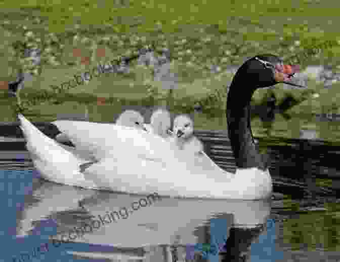 A Pair Of Black Necked Swans With Their Fluffy Cygnets Facts About The Black Necked Swan (A Picture For Kids 452)