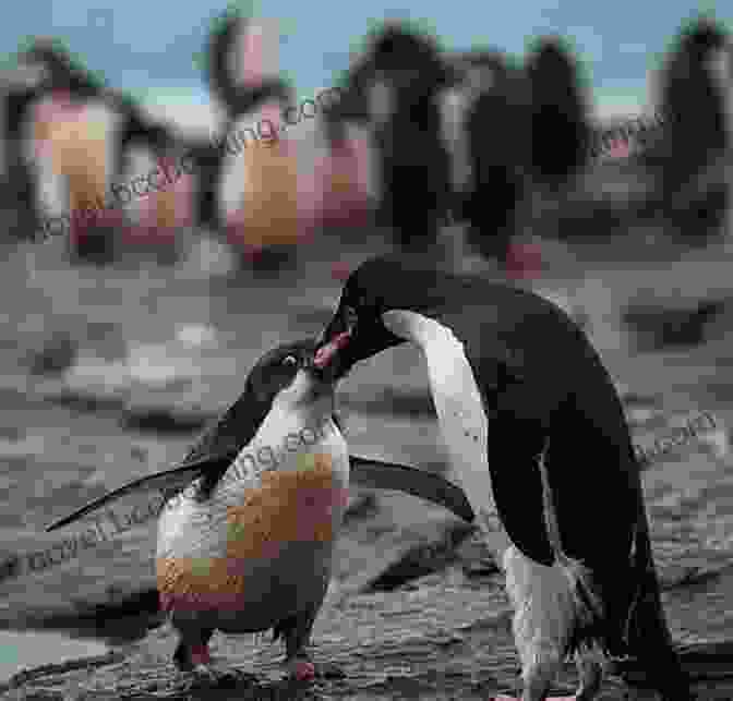 A Penguin Feeding On Krill, Its Primary Source Of Sustenance The Ultimate Pittsburgh Penguins Trivia Book: A Collection Of Amazing Trivia Quizzes And Fun Facts For Die Hard Penguins Fans