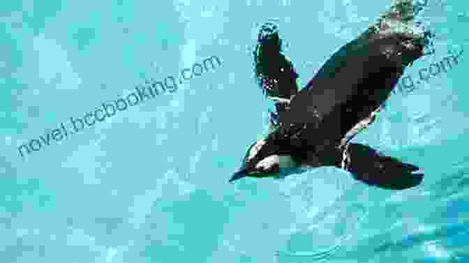 A Penguin Swimming Underwater, Displaying Its Remarkable Agility The Ultimate Pittsburgh Penguins Trivia Book: A Collection Of Amazing Trivia Quizzes And Fun Facts For Die Hard Penguins Fans