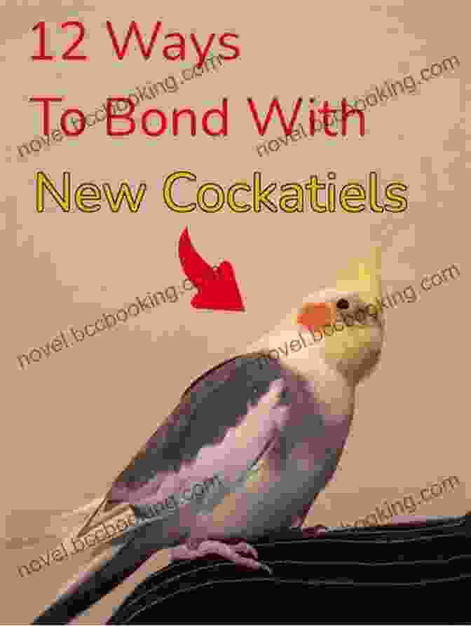 A Person Bonding With Their Cockatiel COCKATIEL: The Beginners Guide To Caring For Your Cockatiel As A Pet