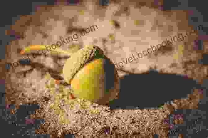 A Photograph Of An Acorn Lying On The Ground, With A Small Hole In The Center. Chicken Little: The Real And Totally True Tale (The Real Chicken Little)