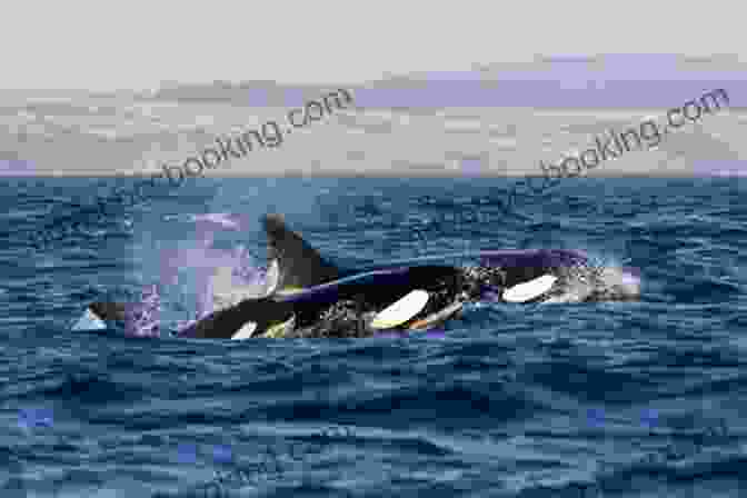 A Pod Of Orcas Swimming In The Pacific Northwest Orca S Family: And More Northwest Coast Stories