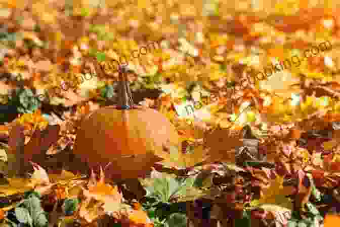 A Round, Orange Pumpkin Sitting Amidst Autumn Leaves The Roly Poly Pumpkin: The Untold Cinderella Story