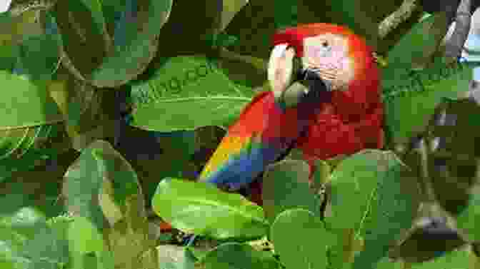 A Scarlet Macaw In Costa Rica The Rough Guide To Costa Rica (Travel Guide EBook)