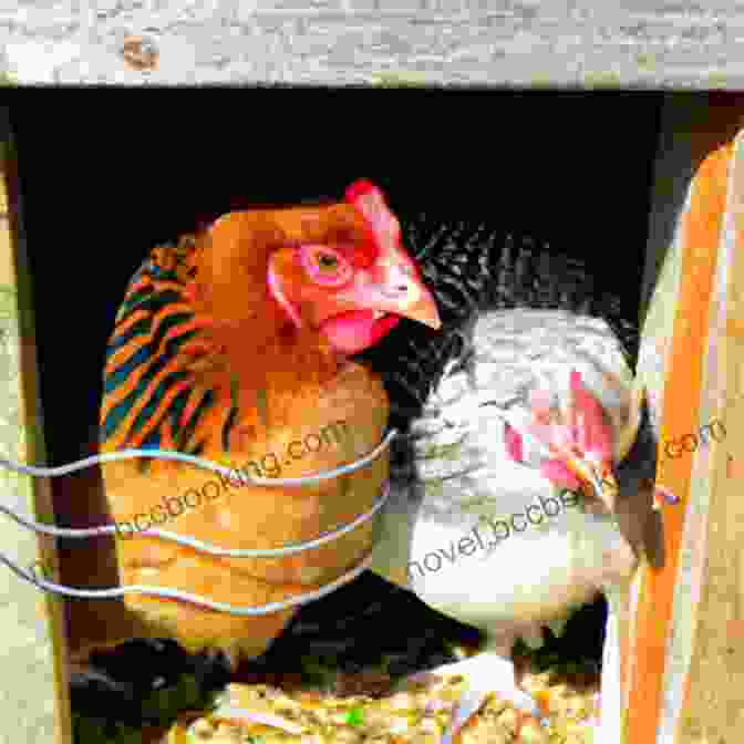 A Smiling Chicken Keeper Enjoying Her Backyard Flock An Absolute Beginner S Guide To Keeping Backyard Chickens: Watch Chicks Grow From Hatchlings To Hens
