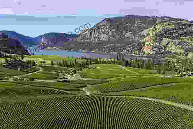 A Stunning Panoramic View Of The Okanagan Valley From A Hilltop Vineyard The Okanagan Wine Tour Guide