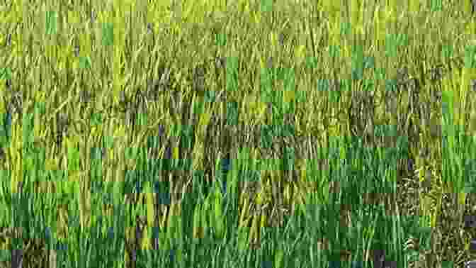 A Vast Meadow With Tall Grass Swaying Gently In The Breeze A Rustle In The Grass