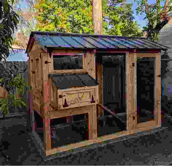 A Well Designed And Spacious Chicken Coop An Absolute Beginner S Guide To Keeping Backyard Chickens: Watch Chicks Grow From Hatchlings To Hens