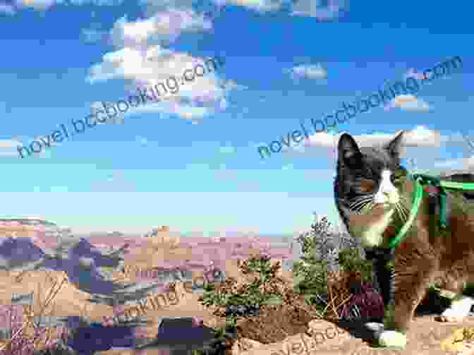 Bella The Cat Exploring The Grand Canyon Bella S Busy Day (US Version) (Bella The Cat 9)