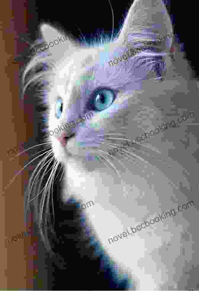 Bella The Cat Is A White Cat With Blue Eyes And A Pink Nose. She Is Sitting On A Windowsill And Looking Out At The World. Bella S Dress Ups: A Bella The Cat (US Version)