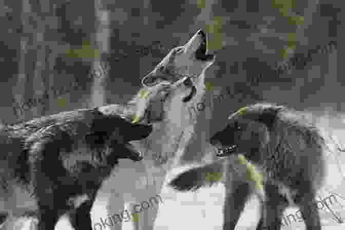 Cazadora Is Welcomed Into The Pack Of Wolves Of No World And Participates In Their Ancient Rituals Cazadora: A Novel (Wolves Of No World 2)