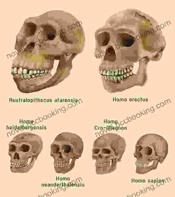 Comparison Of Neanderthal And Human Skulls Kindred: Neanderthal Life Love Death And Art (Bloomsbury Sigma)