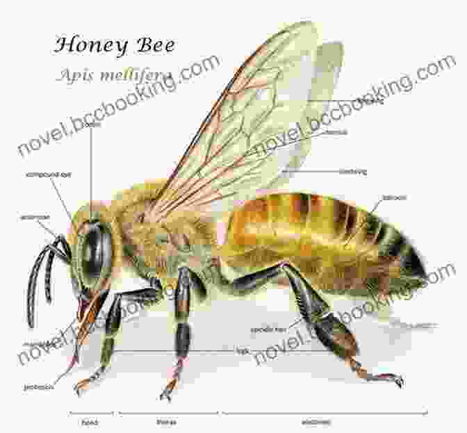 Detailed Anatomy Of A Honeybee, Showcasing The Intricate Structure Of Its Body Bees (The World Of Insects)