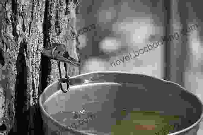 Golden Maple Syrup Dripping From A Tap Xenophobe S Guide To The Canadians