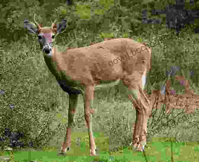 Image Of A White Tailed Deer In A Protected Area White Tailed Deer Management And Habitat Improvement
