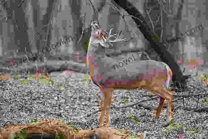 Image Of A White Tailed Deer In Its Natural Habitat White Tailed Deer Management And Habitat Improvement