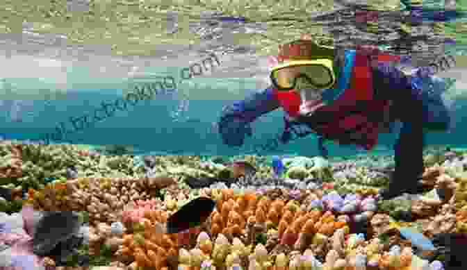 Snorkeling At The Great Barrier Reef, Australia Australia Travel Guide: The Top Things To Do See In Australia