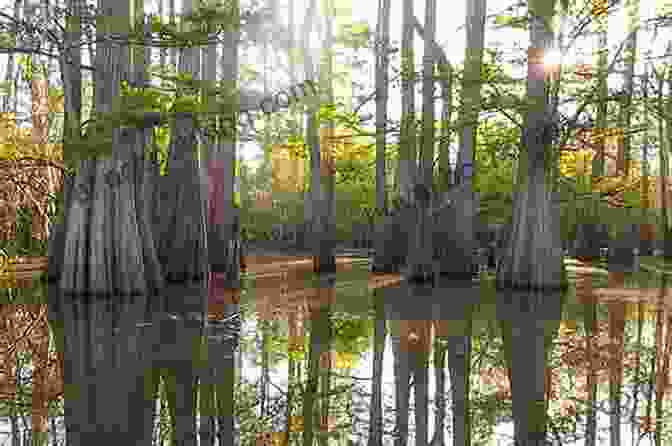Tranquil Waters Of The Atchafalaya Basin, Showcasing The Unique Ecosystem Of Louisiana's Bayous And Wetlands What S Great About Louisiana? (Our Great States)
