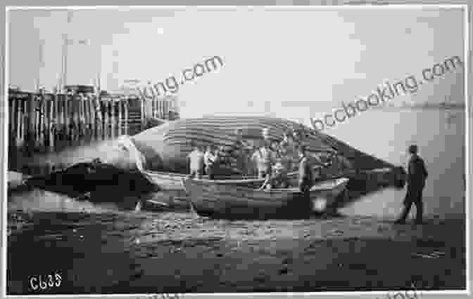 Vintage Photograph Of Whalers In A Small Boat Battling A Formidable Whale. Trawler: A Journey Through The North Atlantic (Vintage Departures)